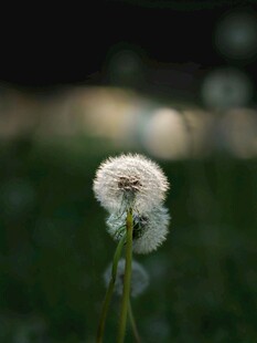 阳光下的蒲公英