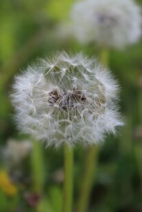 蒲公英特写 