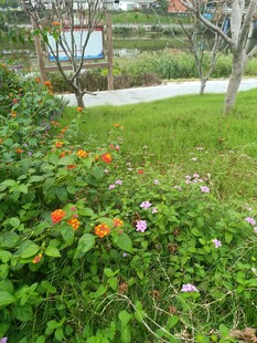 花园小径旁的缤纷花卉