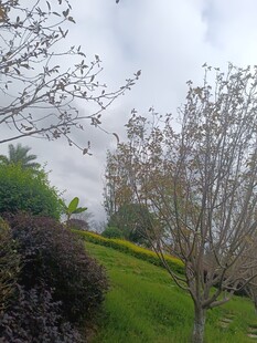 绿意盎然的户外景观