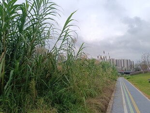 路边葱郁草木与彩色步道