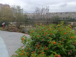 路边绽放的多彩花卉