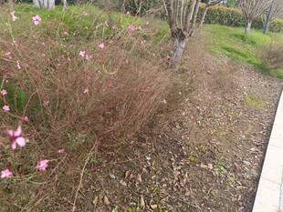 路边盛放的粉色小花