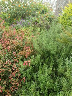 多彩繁茂的绿植景观