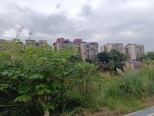 城郊绿植旁的多层建筑群