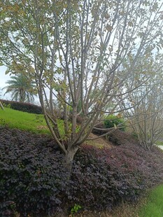 园林景观中的树木与植被