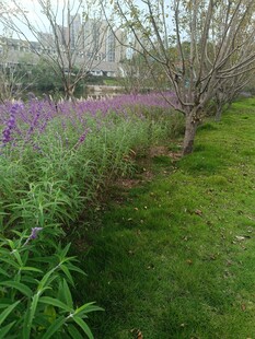 春日繁茂花草树木景观