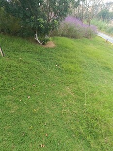 绿意盎然的户外草地小径