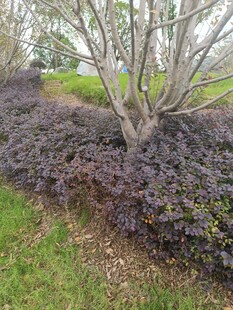 园林中的多彩灌木景观