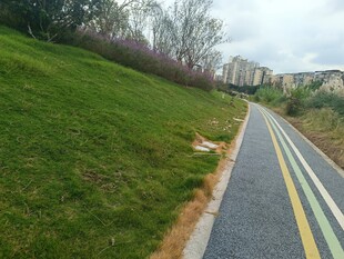 郊外彩色步道旁的绿地