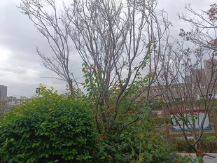 户外绿植与光秃树枝景观