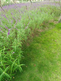 田园间的葱郁绿植