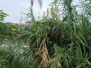 茂盛的芦苇植物景观