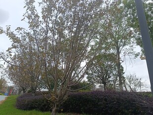 城市绿化带中的树木景观