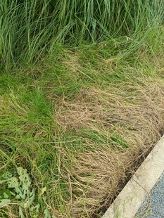 路边枯黄与翠绿相间的草地