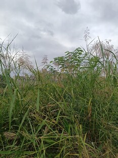 野外繁茂草地与阴沉天空