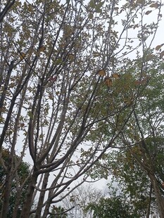 树枝交错的树木景象