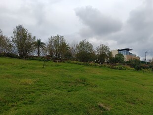 郊外绿意盎然的开阔草地