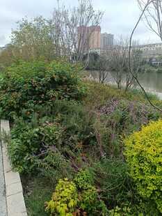 河畔多彩绿植景观