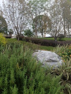 自然景观中的绿植与石块