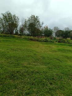 绿意盎然的开阔草地景观