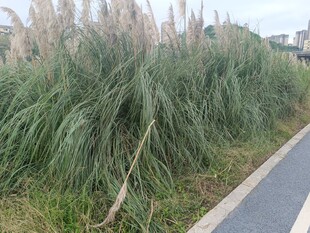 路边茂盛的芦苇景观