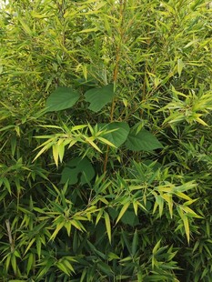 翠绿繁茂的植物景观