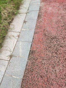 彩色步道与边缘草地景观