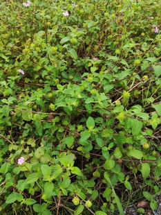 繁茂绿色植物景观