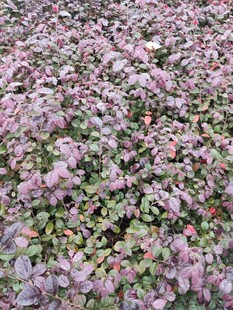 紫色植物景观色彩斑斓