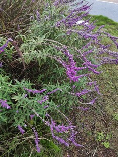 紫色薰衣草绽放于草地