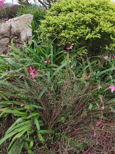 花园中的多彩花卉绿植