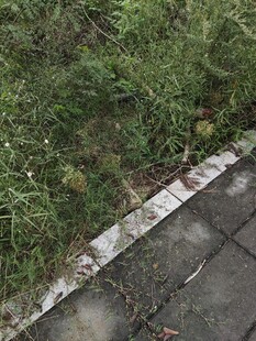 路边生长的绿色植物