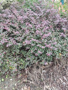 紫叶小檗植物景观