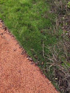 红径旁的翠绿草地