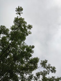 仰视葱郁树木与灰白天空