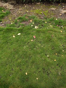 翠绿草地散落金黄叶片