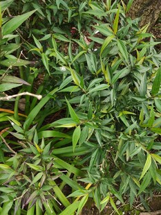 翠绿繁茂的植物景观