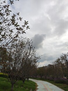 阴天公园小路风景
