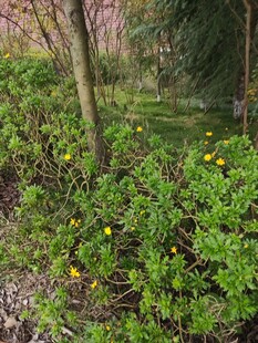 林间绿植与绽放小花