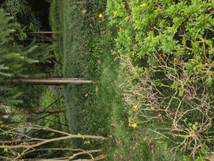 林间绿意盎然的自然景象