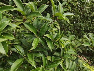 翠绿繁茂的茶树叶片