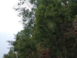 茂密山林绿意盎然