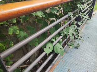 铁艺栏杆旁的绿植景观