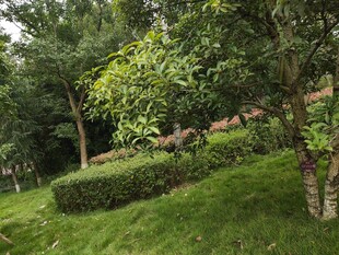 绿意盎然的园林景观