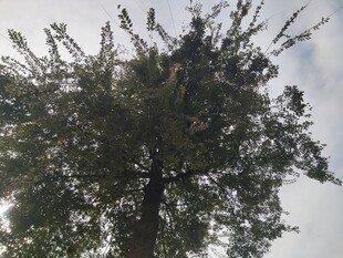 高大树木枝叶繁茂