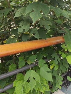 木质栏杆旁的繁茂绿植