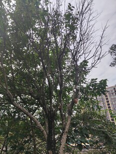 枝叶繁茂的树木景观