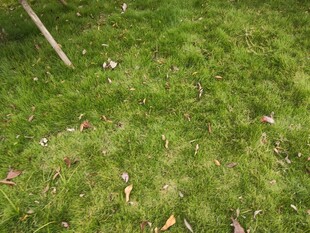 翠绿草地散落枯叶