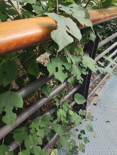 栏杆上攀爬的翠绿藤蔓